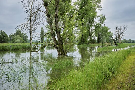 Trees standing in the flooded river Lorze, floodplain landscape, Reussspitz nature reserve, Maschwanden, Canton Zurich, Switzerland
