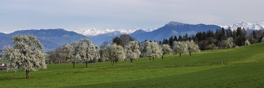 Flowering pear trees (Pyrus communis) . In the background the snow-covered Alps and the Rigi, Beinwil, Freiamt, Canton Aargau, Switzerland