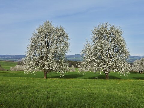 Flowering pear trees (Pyrus communis), Beinwil, Freiamt, Canton Aargau, Switzerland