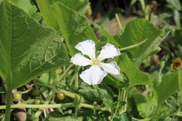 Bottle gourd, Calabash, Calebasse, Flaschenkürbis, Zucca bottiglia, Cabaça, Porongo, Lagenaria siceraria, Cucurbitaceae
