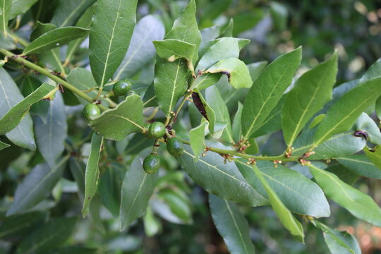 Bay leaf, Laurel, Laurier sauce, Laurier noble, Echter Lorbeer, Alloro, Loureiro, Laurus nobilis, Lauraceae