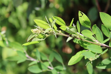 Thunberg's lespedeza, Lespédèze de Thunberg, Thunbergs Buschklee, Sabana de nino, Lespedeza thunbergii, Fabaceae