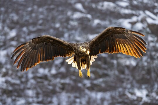 White-tailed eagle (Haliaeetus albicilla), in flight, Lofoten, Norway