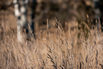 tall grass with seed heads with a herd of angus and murray grey cows, steers and bull grazing on th...