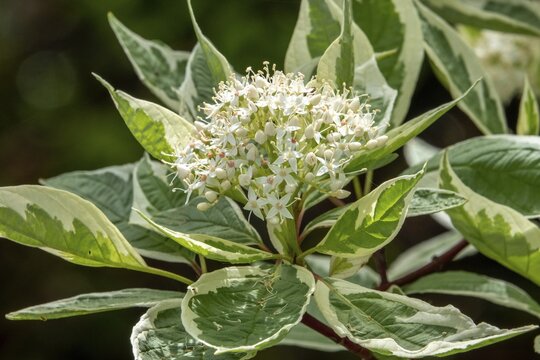 White dogwood (Cornus alba), flowering, Baden-W&uuml;rttemberg, Germany