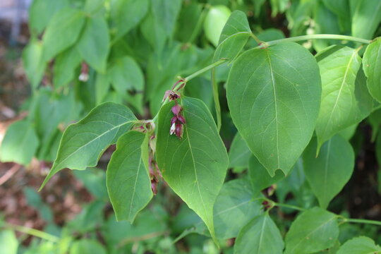 Pheasant berry, Himalaya honeysuckle, Arbre aux faisans, Leycesterie, Madressilva dos Himalaias, Baya fais&aacute;n, Leycesteria formosa, Caprifoliaceae