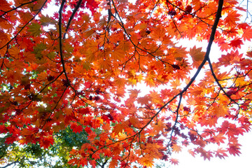 見上げる秋のもみじ