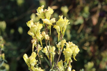 Common toadflax, Yellow toadflax, Butter and eggs, Linaire commune - Linaria vulgaris - Plantaginacées, Plantaginaceae