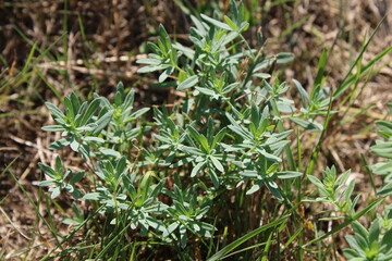 Common toadflax, Yellow toadflax, Butter and eggs, Linaire commune - Linaria vulgaris - Plantaginac&eacute;es, Plantaginaceae