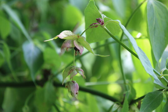 Pheasant berry, Himalaya honeysuckle, Arbre aux faisans, Leycesterie, Madressilva dos Himalaias, Baya fais&aacute;n, Leycesteria formosa, Caprifoliaceae
