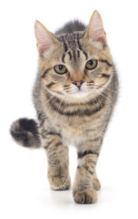 Tabby kitten walking isolated on white background
