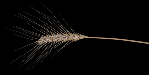 Wheat spikelet showcasing intricate details against a black background, emphasizing grain structure and agricultural beauty