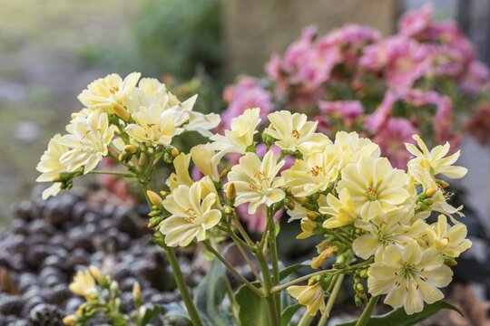 Bitterroot (Lewisia cotyledon hybrids), Emsland, Lower Saxony, Germany