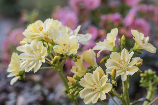 Bitterroot (Lewisia cotyledon hybrids), Emsland, Lower Saxony, Germany