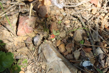 Scarlet Pimpernel, Mouron rouge, Mouron des champs - Lysimachia arvensis - Primulaceae