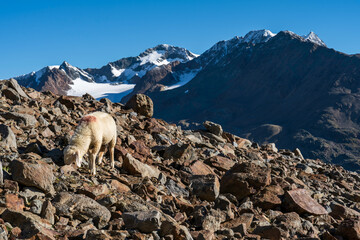 Schaf Mit Der Wildspitze Hintergrund