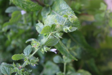 Lemon Balm, Citronmelisse, Citroenmelisse, Citroenmelisse, Mlisse officinale, Zitronenmelisse, Erba Limona, Erva cidreira, Toronjil, Melissa officinalis, Lamiaceae
