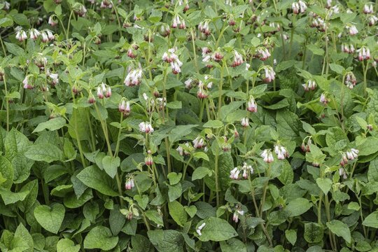 Caucasian comfrey (Symphytum grandiflorum), Lower Saxony, Germany