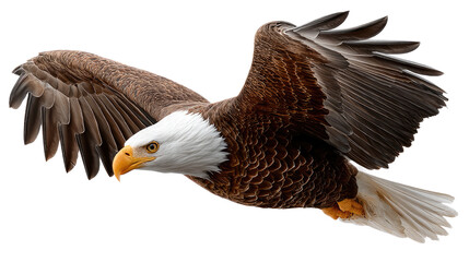 Obraz premium Majestic Eagle in Flight: An eagle soars gracefully through the air, its powerful wings spread wide, symbolizing freedom and strength, creating a moment of airborne serenity.