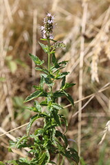 Spearmint, Garden mint, Common mint, Lamb mint, Mackerel mint, Menthe en épi, Menthe verte - Mentha spicata - Lamiaceae, Lamiacées