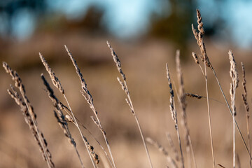 tall grass with seed heads with a herd of angus and murray grey cows, steers and bull grazing on th e pasture and resting under a tree on a beautiful sustainable agriculture farm in summer New Zealand