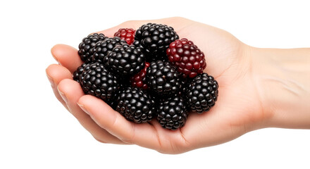 a handful of natures jewels offering ripe blackberries, a sweet summer bounty, isolated on transparent background