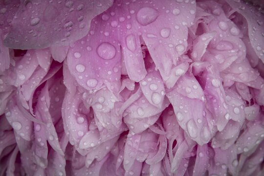 Petals, common peony (Paeonia officinalis), also known as true peony, farmer's peony, garden peony, raindrop, Norway