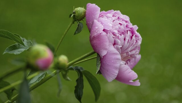 Common peony (Paeonia officinalis), also known as true peony, farmer's peony, garden peony, raindrop, Norway peony