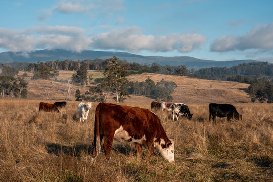 beautiful cattle in Australia eating grass, grazing on pasture. Herd of cows free range beef being regenerative raised on an agricultural farm. Sustainable farming of food crops. fat Cow in field