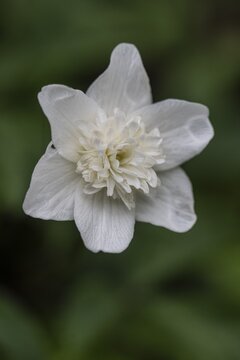 Double anemone (Anemone nemorosa flore pleno), Emsland, Lower Saxony, Germany