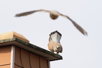Defence pose of a male Common Kestrel (Falco tinnunculus) on a roof, rival approaching, territorial dispute, Hesse, Germany