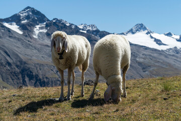 Schafe am Oberen Platteieck, &Ouml;tztal, &Ouml;sterreich