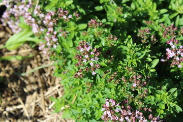 Sweet marjoram, Marjolaine, Majoran, Maggiorana, Manjerona, Mejorana, Origanum majorana, Lamiaceae