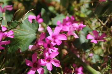Pink Sorrel, Oxalis articule, Rosaroter Sauerklee, Acetosella rizomatosa, Azedinha, Vinagrillo rosado, Oxalis articulata, Oxalidaceae