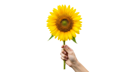 a single sunflower hopes golden embrace, offered with gentle care, isolated on transparent background