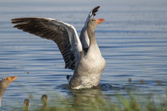 Grey goose (Anser anser), gander flapping its wings, imposing behaviour, Hauke-Haien-Koog nature reserve, North Friesland, Schleswig-Holstein, Germany