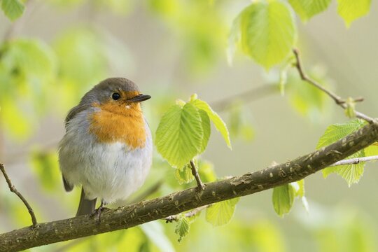 Robin (Erithacus rubecula) sitting on a branch with fresh spring leaves, Hesse, Germany