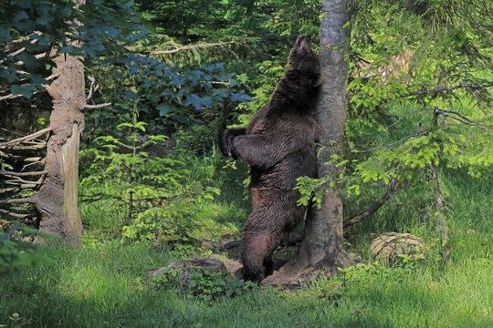 Eurasian brown bear (Ursus arctos arctos), adult, female, on a tree, scratching herself, grooming, in summer, Bavarian Forest National Park, Germany