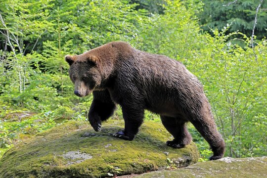 Eurasian brown bear (Ursus arctos arctos), adult, female, running, foraging, alert, in summer, Bavarian Forest National Park, Germany