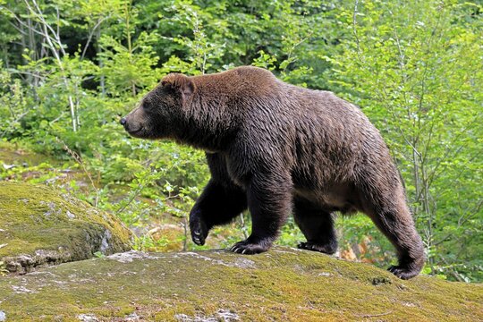 Eurasian brown bear (Ursus arctos arctos), adult, female, running, foraging, alert, in summer, Bavarian Forest National Park, Germany