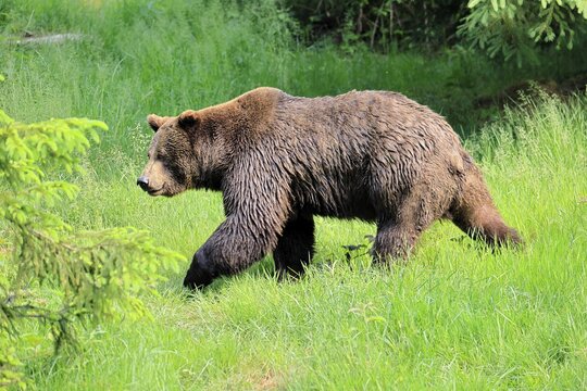 Eurasian brown bear (Ursus arctos arctos), adult, female, running, foraging, alert, in summer, Bavarian Forest National Park, Germany