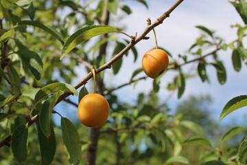 Mirabelle plum, Mirabelle, ciruela mirabel, Prunus domestica 'syriaca', Rosaceae