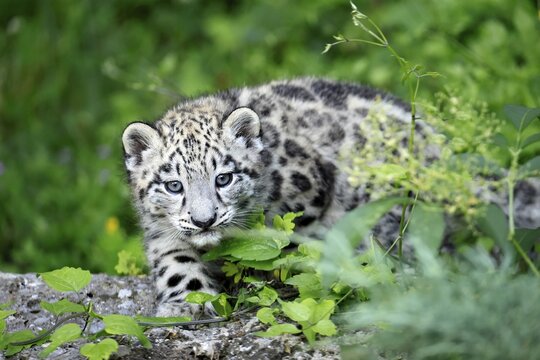 Snow leopard (Uncia uncia), young, sitting on rocks, alert, curious, portrait, endangered species, captive