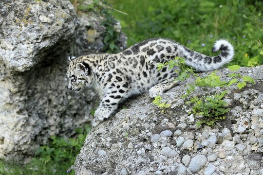 Snow leopard (Uncia uncia), young, on rocks, running, discover, alert, curious, endangered species, captive