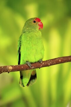 Taranta parrot (Agapornis taranta), adult, male, on hold