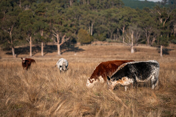 beautiful cattle in Australia eating grass, grazing on pasture. Herd of cows free range beef being regenerative raised on an agricultural farm. Sustainable farming of food crops. fat Cow in field