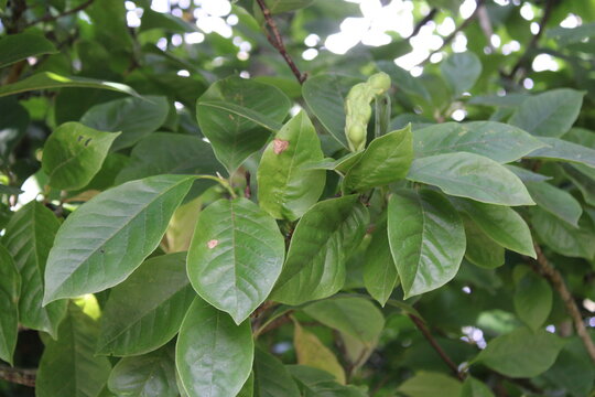 Cherry laurel, Laurier cerise, Kirschlorbeer, Lauroceraso, Loureiro cerejeira, Laurel cerezo - Prunus laurocerasus - Rosaceae