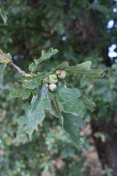 Downy oak, Chene pubescent, Flaumeiche, Roverella, Carvalho Pubescente, Roble albar - Quercus pubescens - Fagaceae