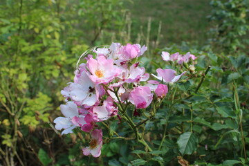Climbing rose, Prairie rose, Climbing wild rose, Rosier de la prairie, Rosier à feuilles de ronce - Rosa setigera - Rosacées, Rosaceae