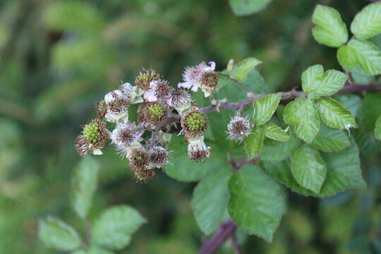 Elmleaf blackberry, Thornless blackberry, Ronce &agrave; feuilles d'Orme - Rubus Ulmifolius - Rosaceae